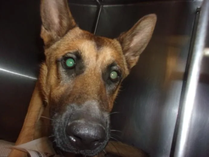 A young large-sized male German Shepherd Dog dog named Woody for adoption in Van Nuys, CA