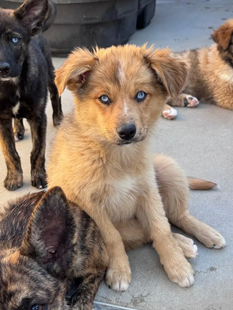 A baby medium-sized female Australian Shepherd dog named Bloomer for adoption in Fort Lupton, CO