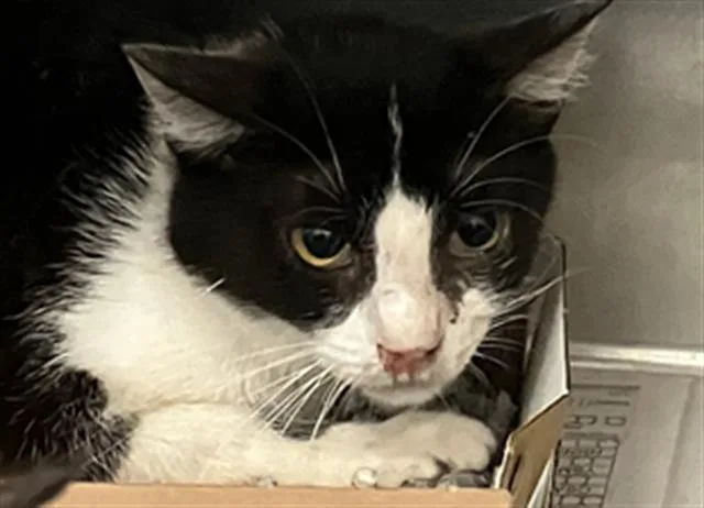 A young large-sized female Domestic Short Hair cat named Momma for adoption in Dallas, TX