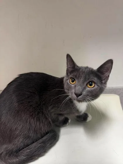 A baby small-sized male Gray & White Domestic Short Hair cat named Chief Inspector Clouseau for adoption in Annapolis, MD
