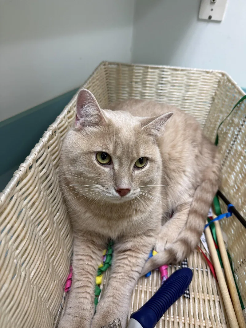 A baby medium-sized male Domestic Short Hair cat named Tai for adoption in Walled Lake, MI
