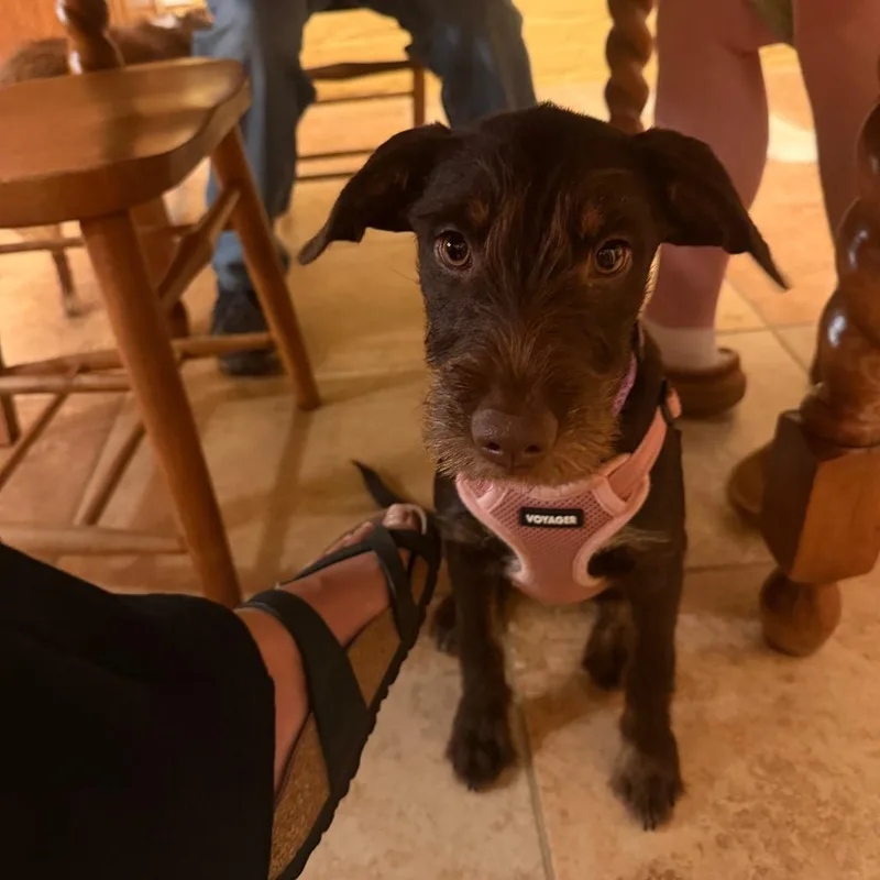 A baby medium-sized female Brown / Chocolate Dachshund dog named Buttercup D for adoption in Minnetonka, MN