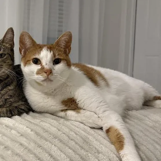 An adult extra large-sized male Domestic Short Hair cat named Archie for adoption in West Palm Beach, FL
