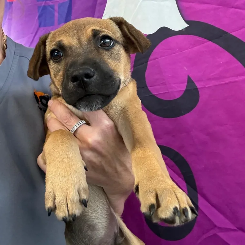 A baby medium-sized male Yellow / Tan / Blond / Fawn Australian Shepherd dog named Cheeto for adoption in Normal, IL