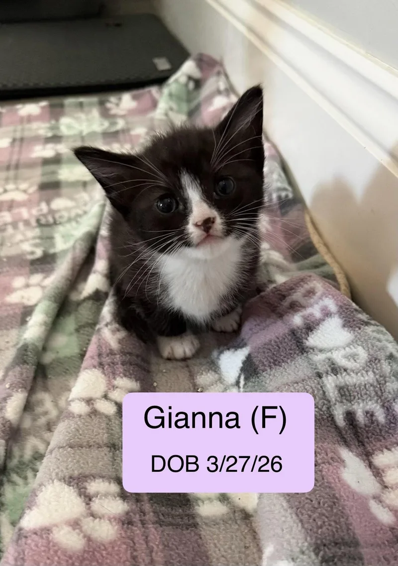 A baby medium-sized female Black & White / Tuxedo Tuxedo cat named Gianna for adoption in Vacaville, CA