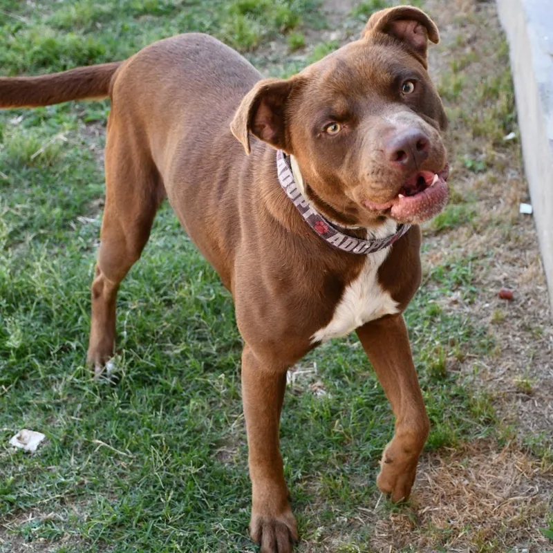 An adult medium-sized male Brown / Chocolate Pit Bull Terrier dog named Helix for adoption in Beaumont, TX