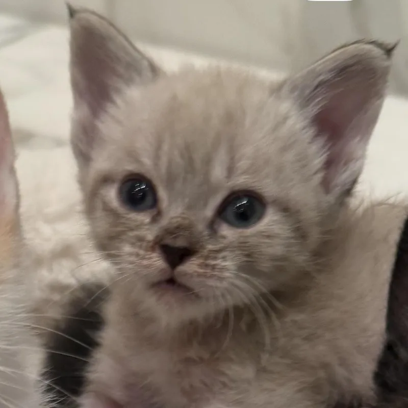 A baby medium-sized female Siamese cat named Pearl for adoption in Woodland Hills, CA