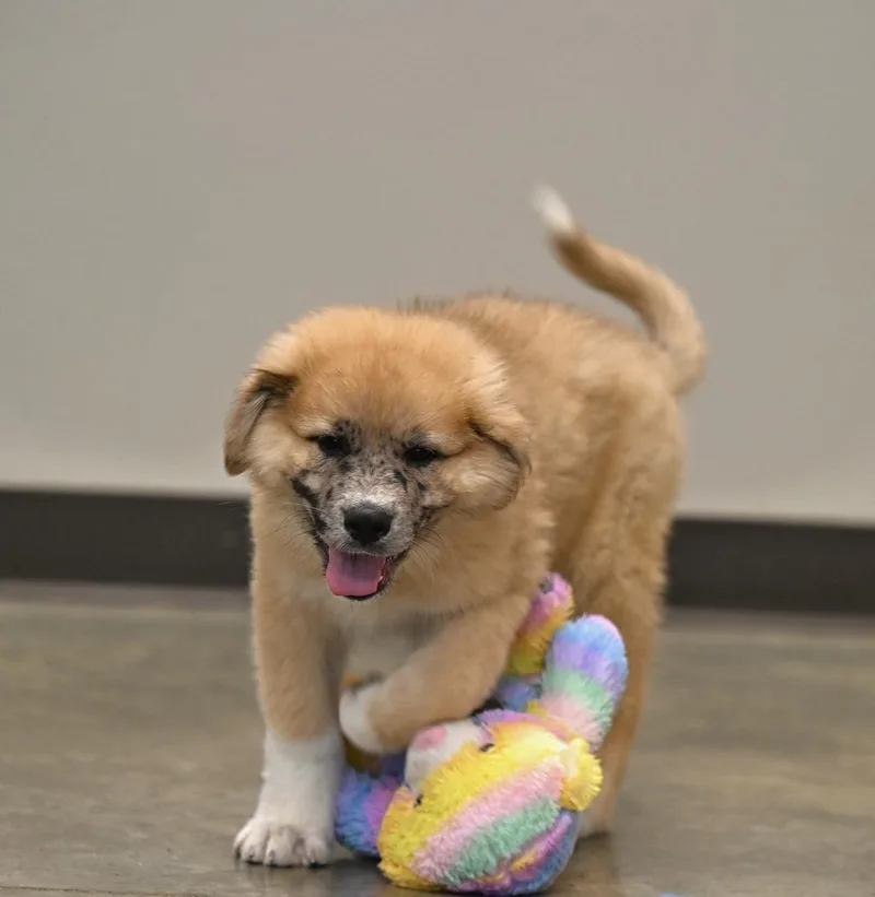 Denali  A Peak thumbnail 2