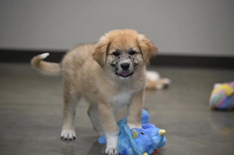 Denali  A Peak thumbnail 3