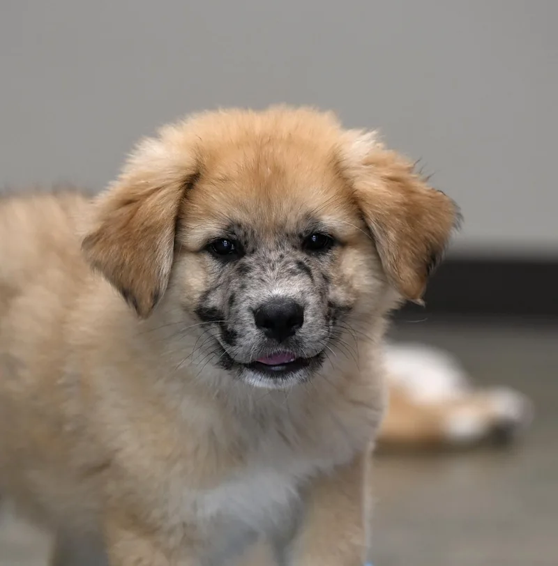 A baby extra large-sized male Yellow / Tan / Blond / Fawn Great Pyrenees dog named Denali  A Peak for adoption in Falmouth, ME