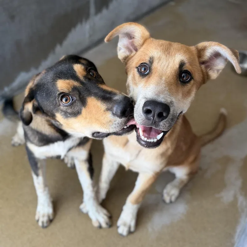 A young medium-sized male Yellow / Tan / Blond / Fawn Shepherd dog named Pickles for adoption in Corpus Christi, TX