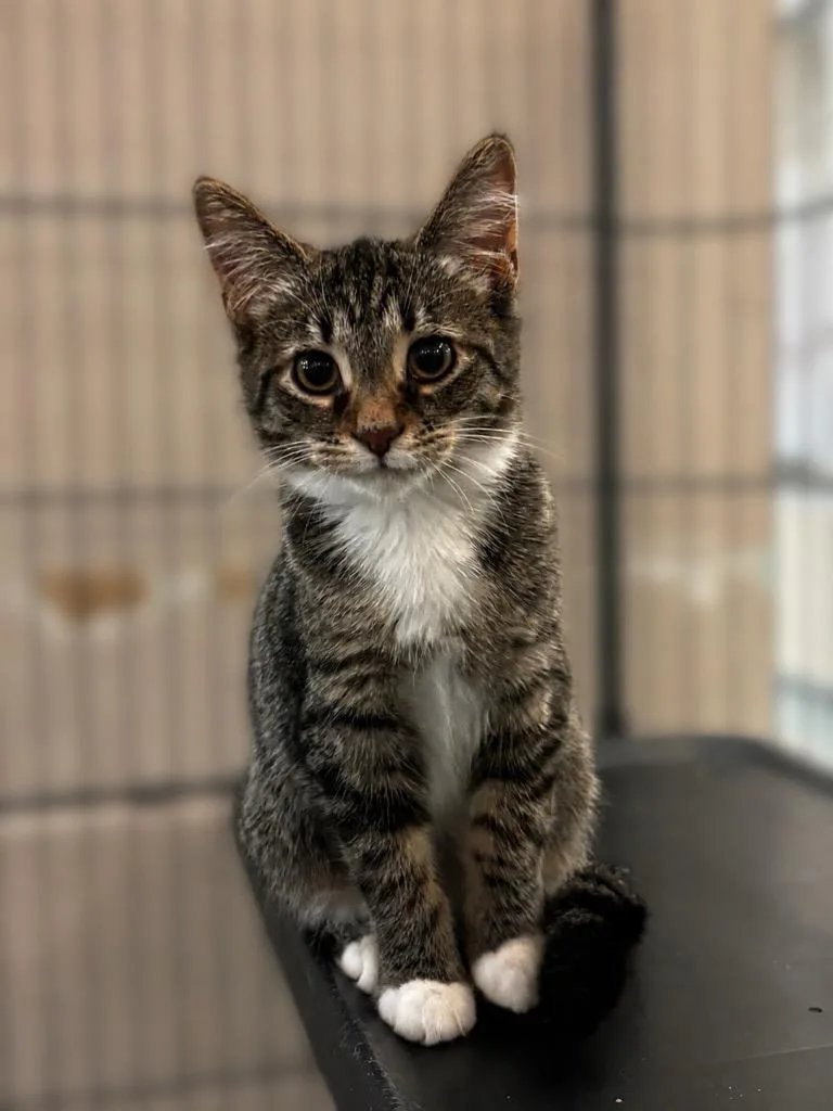 A baby small-sized male Domestic Short Hair cat named Ziggy for adoption in Lima, OH