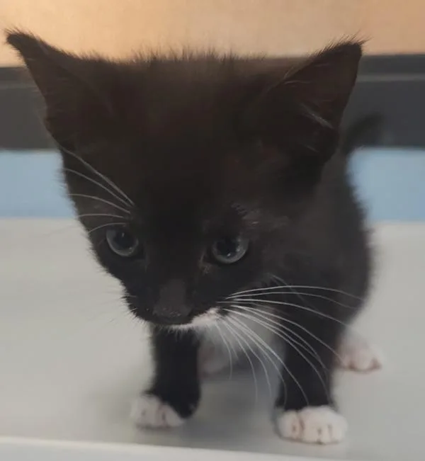 A baby small-sized female Domestic Short Hair cat named Nf for adoption in Lawrenceville, GA