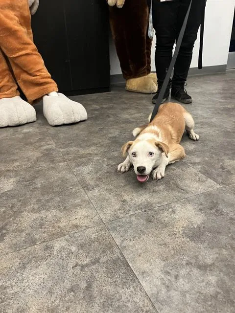 A young medium-sized female Mixed Breed dog named Trinity for adoption in Dallas, TX