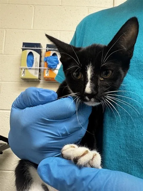 A baby small-sized female Domestic Short Hair cat named Santi for adoption in Naples, FL