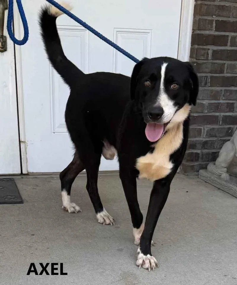An adult large-sized male Black Labrador Retriever dog named Axel for adoption in Washington, GA