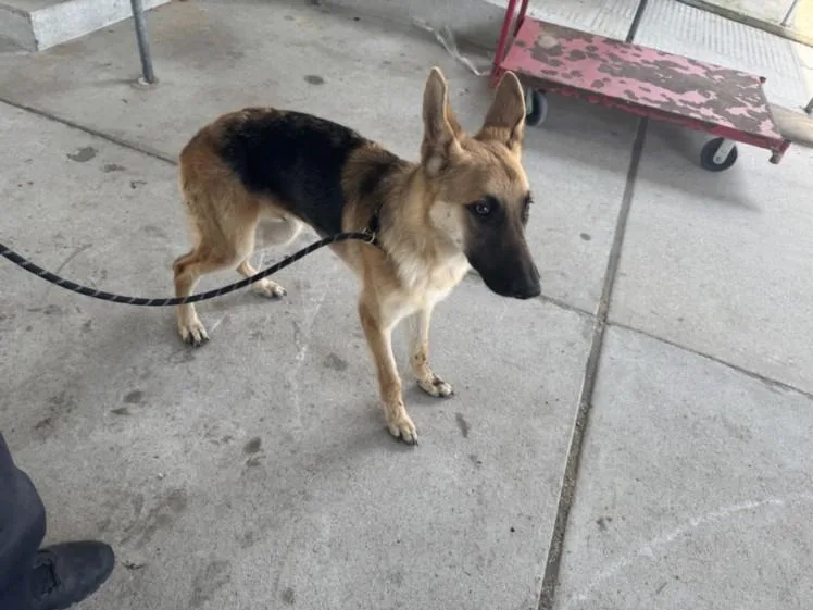 A young medium-sized male German Shepherd Dog dog named Wallen for adoption in Texas City, TX