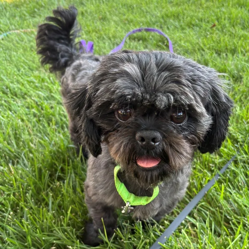 An adult small-sized male Black Shih Tzu dog named Howard FC LN for adoption in Union, MO