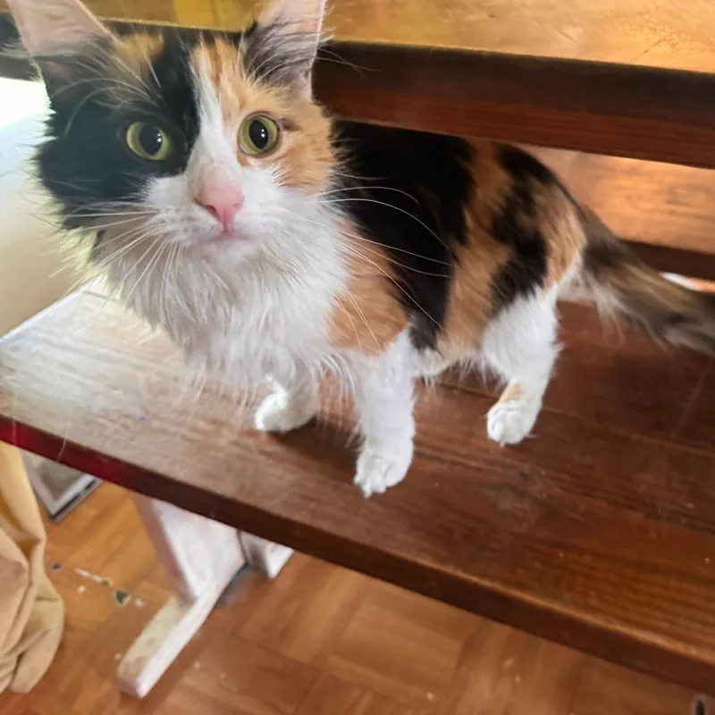 A young medium-sized female Calico Domestic Medium Hair cat named Kiwi for adoption in Tulsa, OK