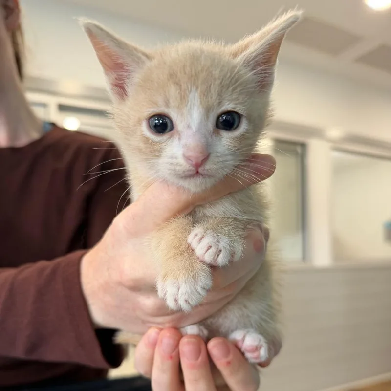 A baby small-sized male Orange / Red Domestic Short Hair cat named Raphael for adoption in Winston Salem, NC
