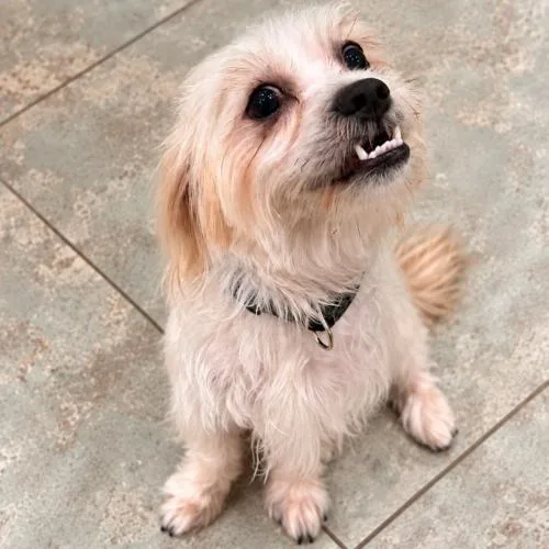 A baby small-sized male Shih Tzu dog named Dante for adoption in Coachella, CA