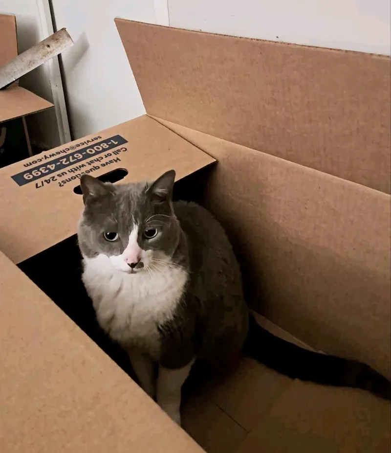 Ms. Boots thumbnail 2