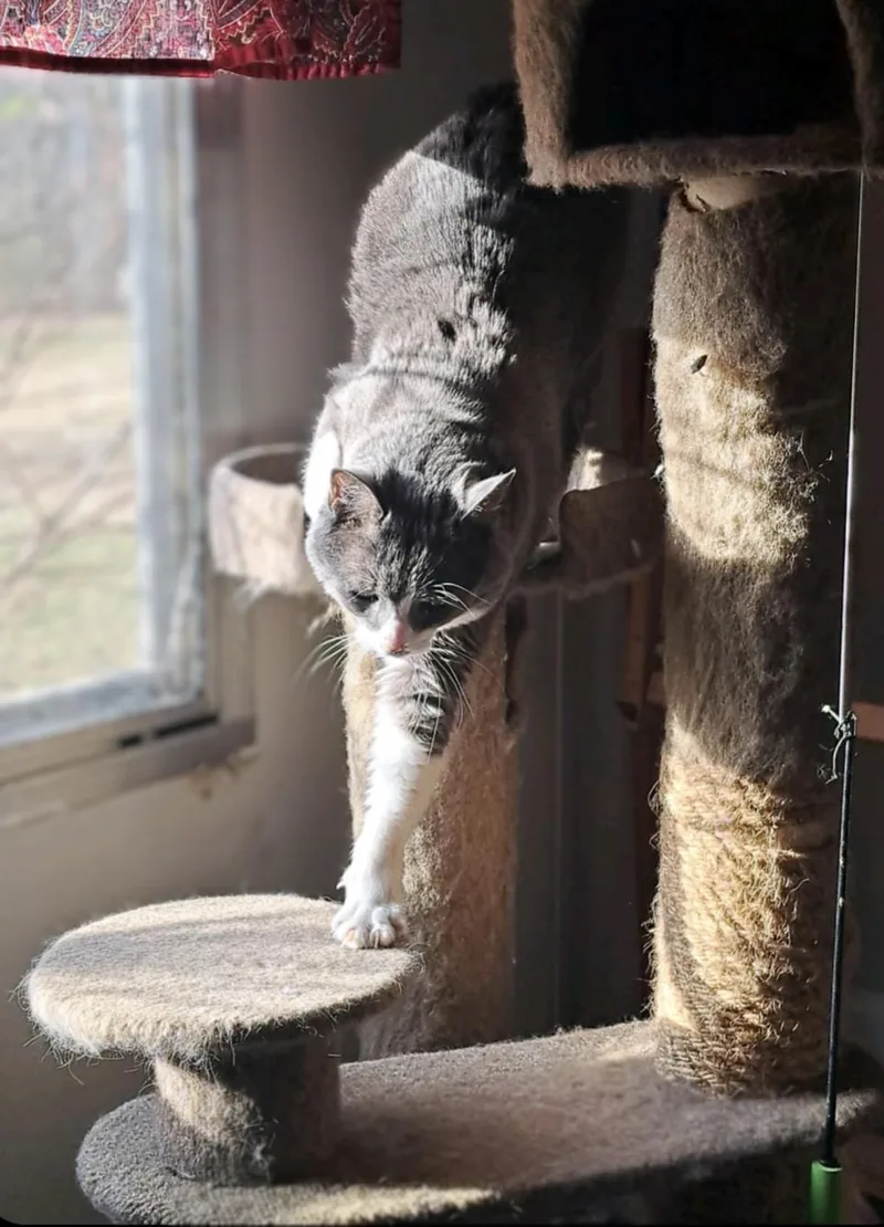 Ms. Boots thumbnail 6