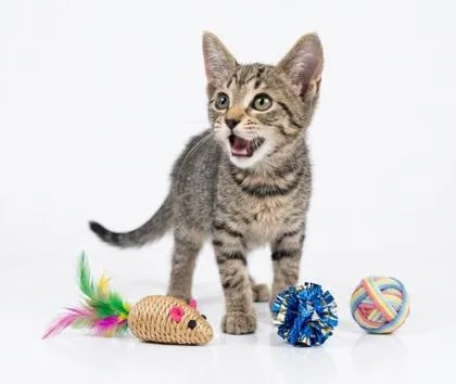 A baby small-sized female Domestic Short Hair cat named Aphrodite for adoption in Cumming, GA