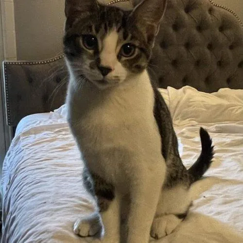 A baby medium-sized female Domestic Short Hair cat named Fudge Brownie for adoption in Tampa, FL