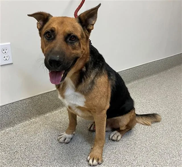 A young medium-sized male German Shepherd Dog dog named Hermes for adoption in San Luis Obispo, CA
