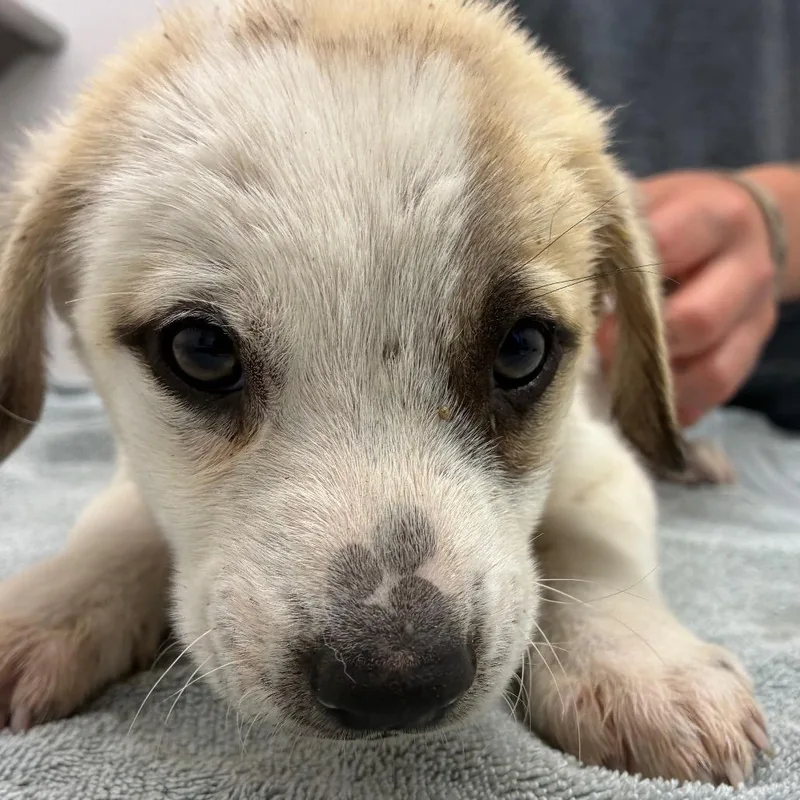 A baby small-sized male White / Cream Great Pyrenees dog named Happy Hoof for adoption in Corpus Christi, TX