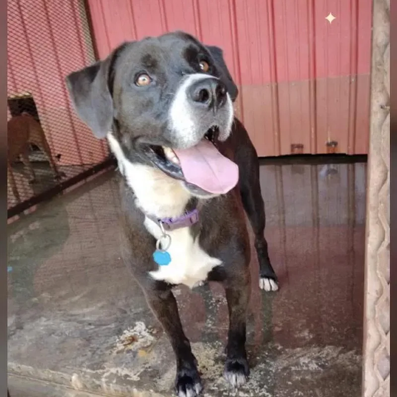 An adult large-sized male Terrier dog named Duke for adoption in Hackett, AR
