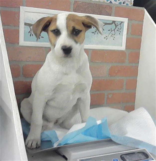 A young small-sized female Labrador Retriever dog named Cece for adoption in Houston, TX