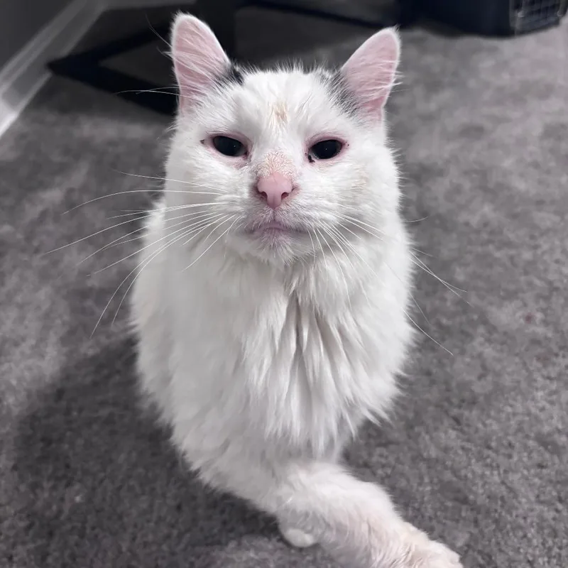 A senior medium-sized male White Domestic Long Hair cat named Victor for adoption in Mentor, OH