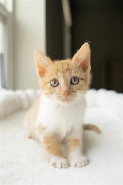 A baby small-sized male Domestic Short Hair cat named Yachi for adoption in West Valley City, UT