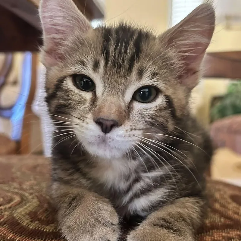 A baby medium-sized female Black Domestic Short Hair cat named Valentina for adoption in Tracy, CA