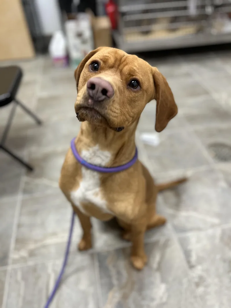 An adult medium-sized male Vizsla dog named Max for adoption in Howes Cave, NY