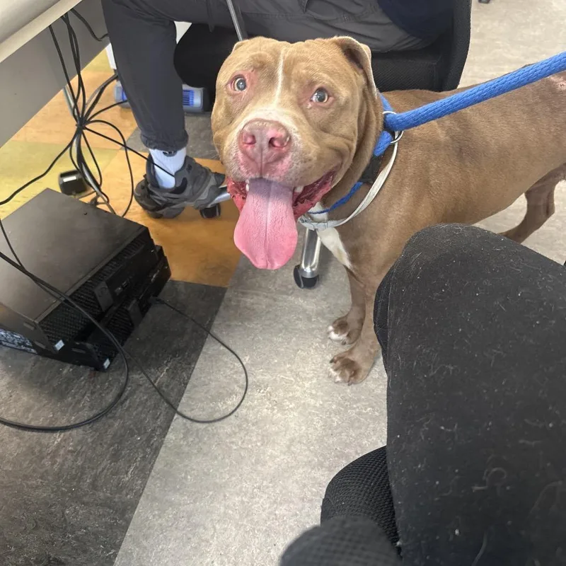 An adult medium-sized male Brown / Chocolate Mixed Breed dog named Brownie for adoption in Philadelphia, PA