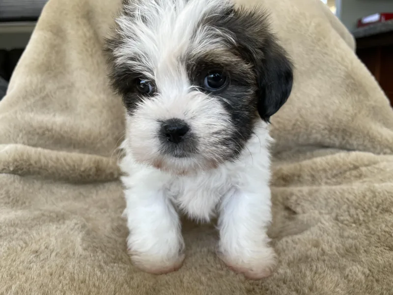 A baby small-sized female Black Shih Tzu dog named Sprinkle Pudding for adoption in Andover, MA