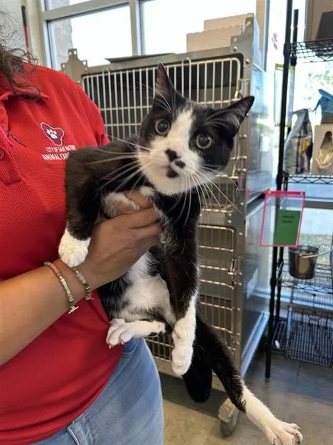 An adult small-sized male Domestic Short Hair cat named Donner for adoption in San Antonio, TX