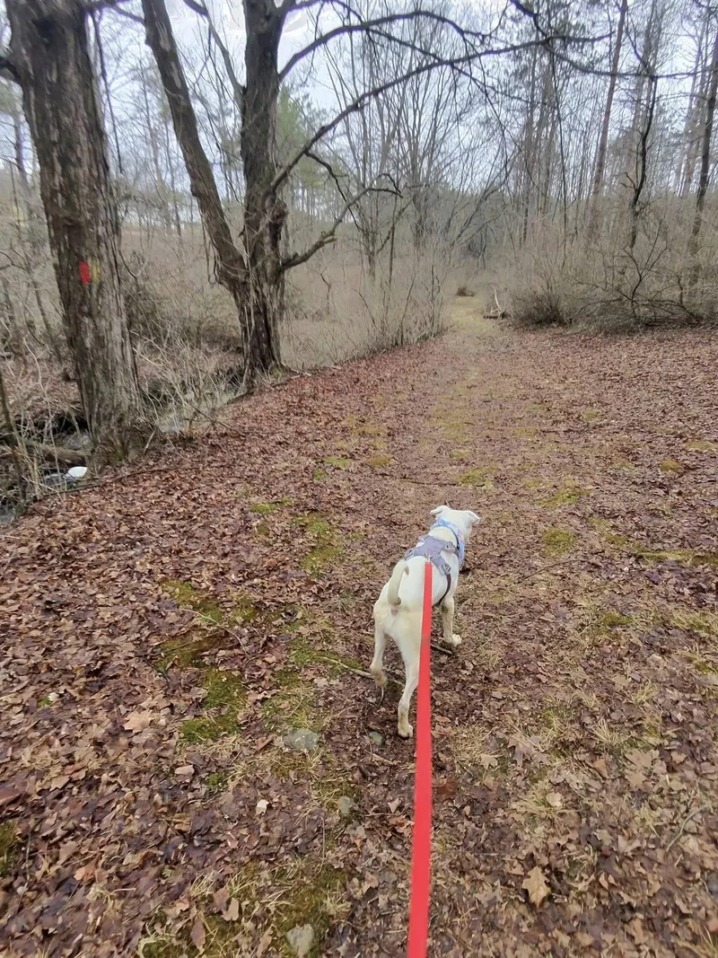 Beatrice thumbnail 2