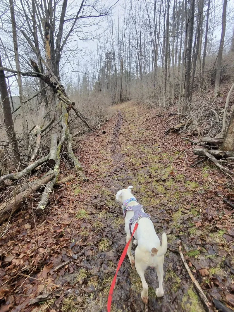 Beatrice thumbnail 3