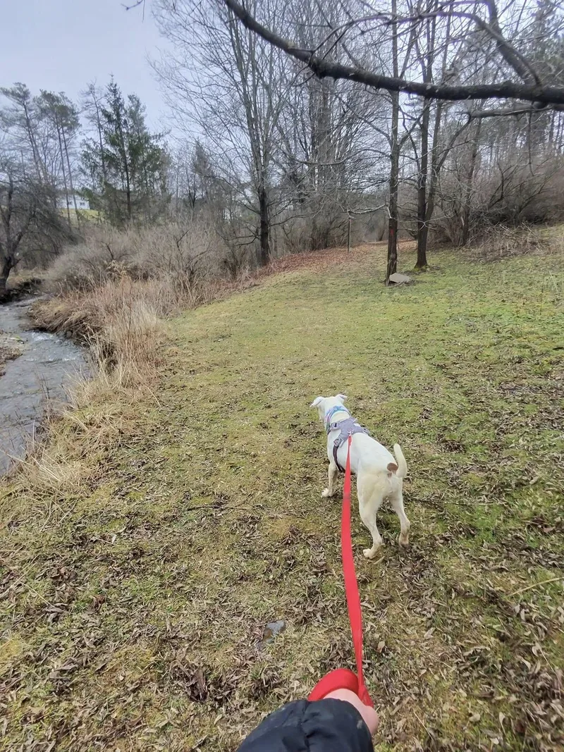 Beatrice thumbnail 4