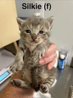 A baby medium-sized female Domestic Short Hair cat named Silkie for adoption in Saugerties, NY