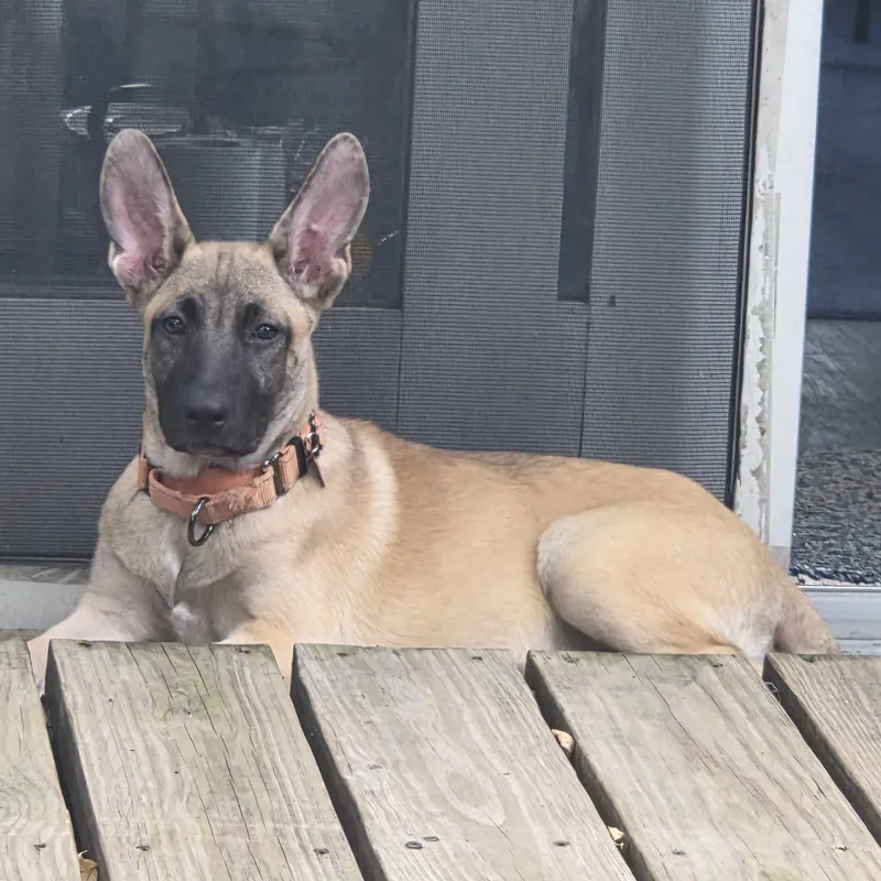 A baby large-sized female German Shepherd Dog dog named Beth Dutton for adoption in Houston, TX