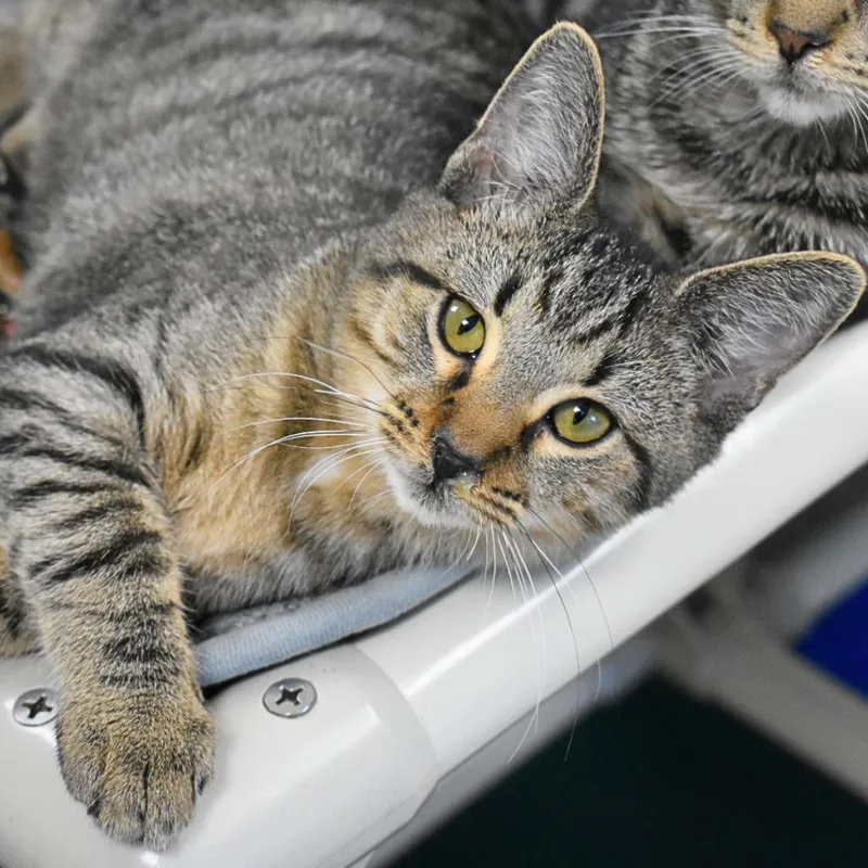 A baby medium-sized female Domestic Short Hair cat named Pandy for adoption in Saint Petersburg, FL