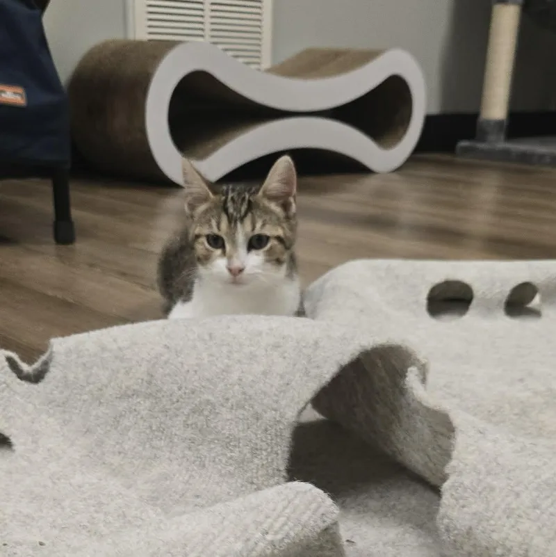 Truffle