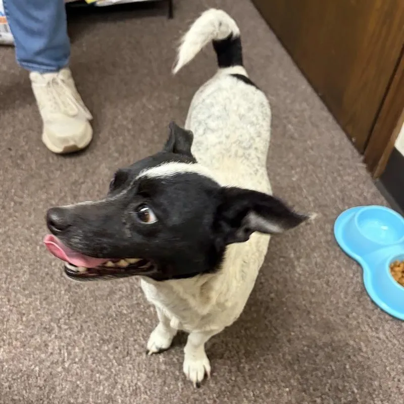 Speckles C thumbnail 2