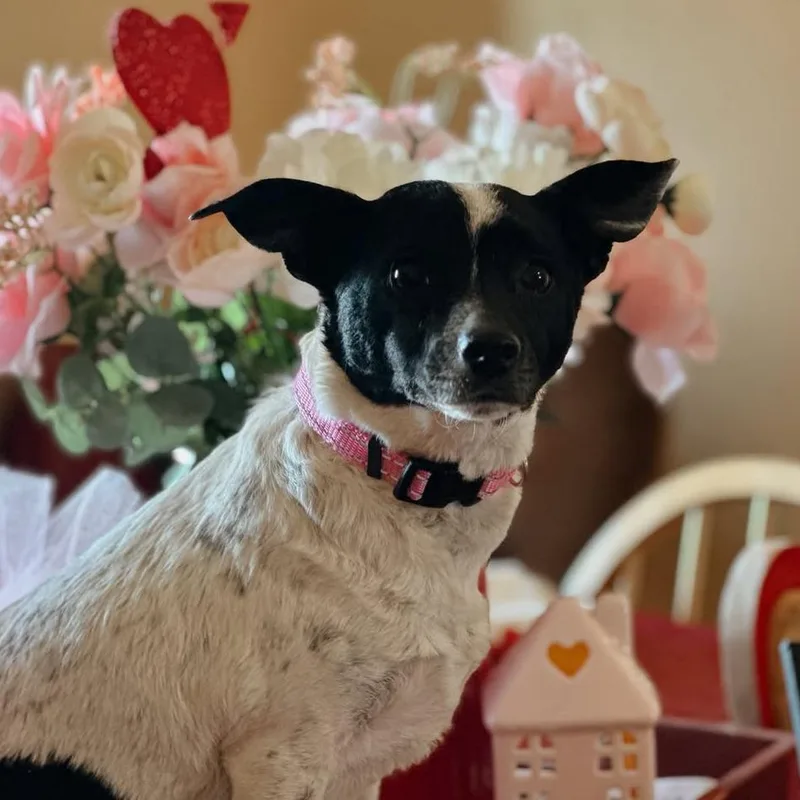 Speckles C thumbnail 3