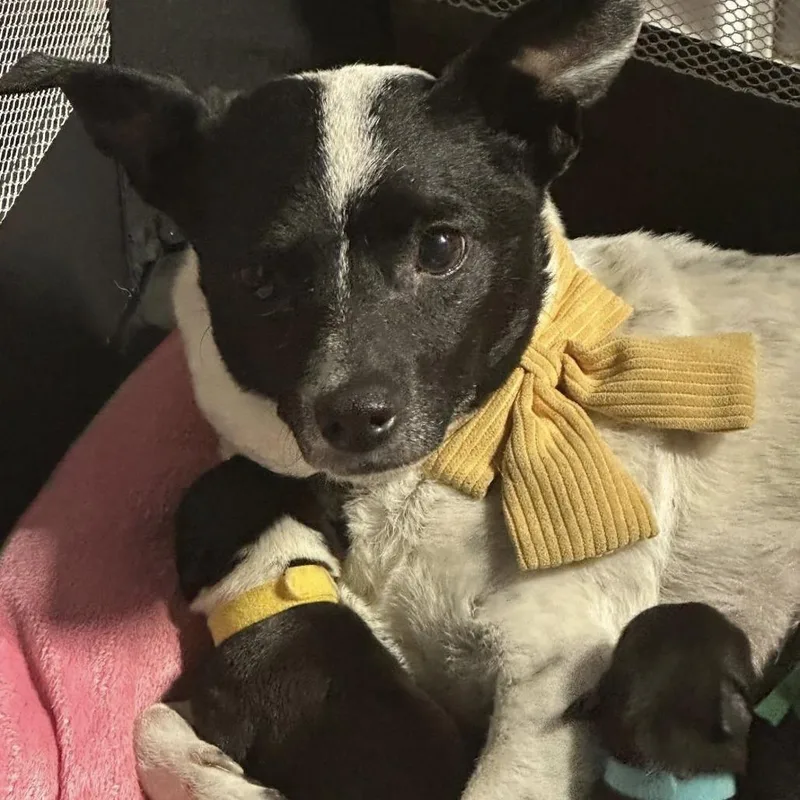 Speckles C thumbnail 4